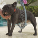 360 Woof Wash - Yowzer Deals